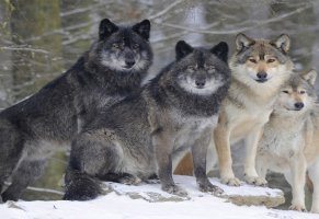 wolf,волки