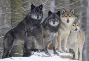 wolf,волки
