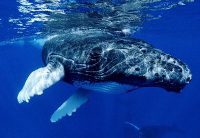 кит,млекопитающее,морское