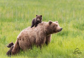 три медведя,медвежата,хищники,детёныши,медведица,троица,трава,животные,медведи,семья,природа
