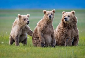 три медведя,хищники,троица,трава,животные,медведи,природа