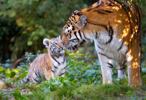хищники,тигрица,anja ellinger,тигры,листья,травы,природа,тигренок,животные,детёныш