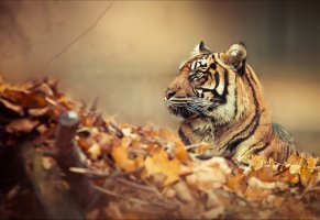 природа,лес,тигр