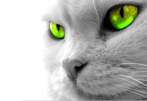 глаза,кот,зеленые,серый