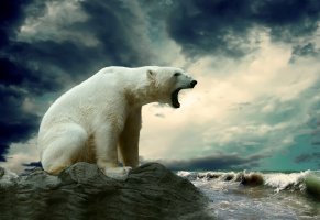 белый медведь,море,камень,медведь,зверь