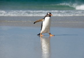 пингвин,природа,СЕВЕР,море