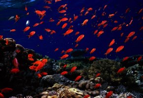 рыбы,подводный мир,красные рыбки