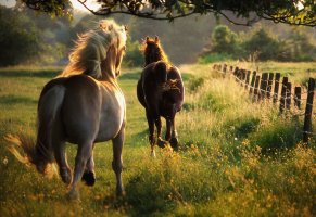 лето,свобода,лошади,природа