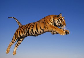 тигр,хищник,прыжок
