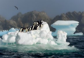 пингвины,айсберг,море