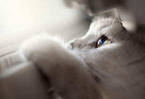 котенок,взгляд,глаза,кот,белый
