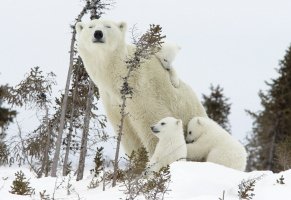 белый медведь,медвежата,Зима,елки,лес,снег
