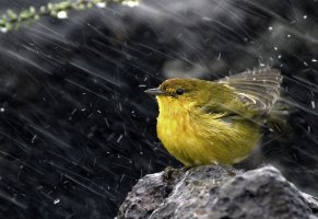 птица,снег,камень,yellow warbler,желтая древесница