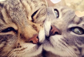 cats,love,black and white,in love,sweet,animals,bokeh,cute