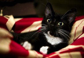 сладко,одеяло,животное,котенок,кошка,красный,лапы,черный,белый
