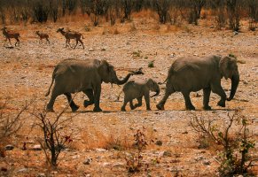 слоны,африка,животные,семейство