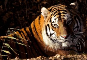 лежит,тигр,panthera tigris,морда,взгляд,tiger