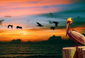 sunset,sea,пеликан,птицы,природа,nature,pelican,закат