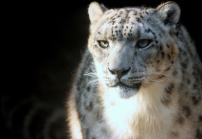 снежный леопард,барс,ирбис,дикая кошка,хищник