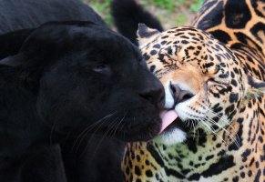 ягуар,хищник,пантера,дикая кошка