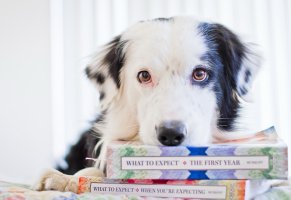 книги,собака,взгляд