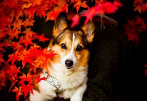 взгляд,листья,собака