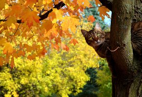 котэ,кот,дерево,клён,осень,листья