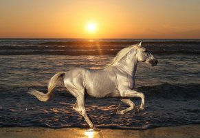 лошадь,скачет,природа,море,океан,пляж,песок,волна,вода,солнце,закат или рассвет
