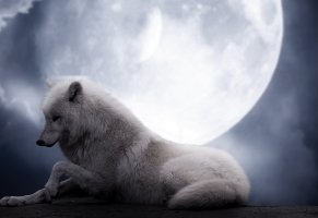 волк,красота,фантастика,луна,волчица,белый,ночь