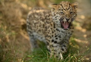 хищник,амурский леопард,котенок,детёныш,рык,леопард