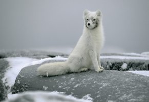 песец,полярная лисица,снег,камни,сидит