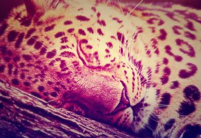 леопард,милый,спит,градиент,пятна