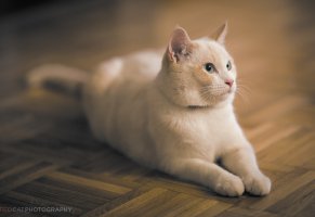 кошка,отдых,морда,лежит,белая,кот