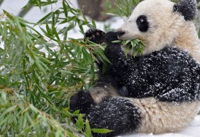панда,снег,бамбук