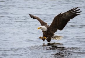 рыбалка,птица,хищник,белоголовый орлан,полет,атака,вода