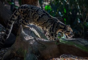дикая кошка,дымчатый леопард,профиль
