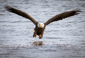 вода,рыбалка,птица,хищник,белоголовый орлан,полет,атака
