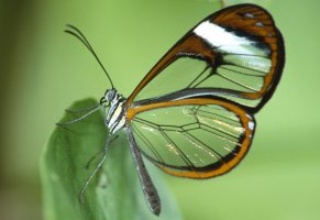бабочка,крылья,мотылёк,лист