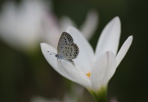 крокусы,макро фото,цветок,бабочка