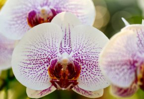 орхидея,макро,фаленопсис,ветка