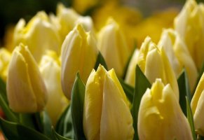 тюльпаны,макро,цветы,желтые