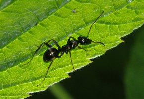 лист,макро,муравей