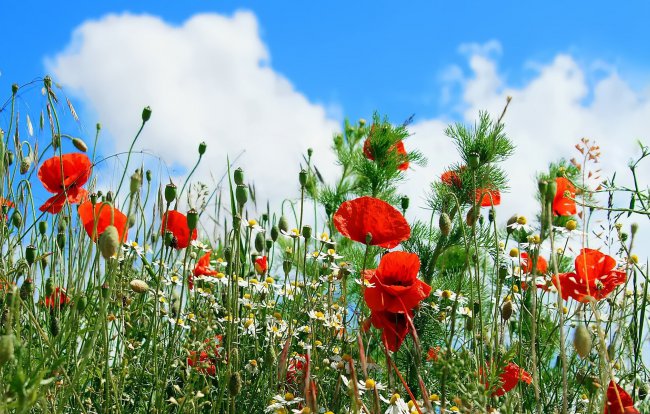 clouds,flower,summer,poppy,camomile