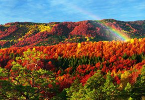 природа,осень,лес,карпаты,закарпатье,радуга