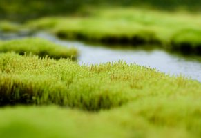 зелень,вода,трава,болото