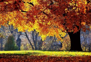 дерево,осень,природа,желтая листва,трава