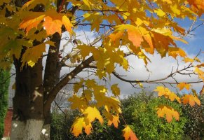 листья,дерево,осень,желтый