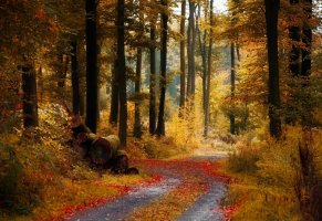 осень,дрова,лес,дорога