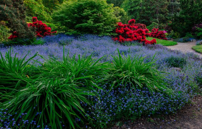 парк,сад,сиэтл