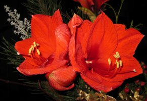 амариллис,красный,цветы